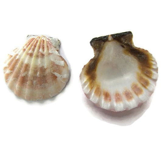 Schelp Pecten Vexillum om hanger van te maken (3st.)